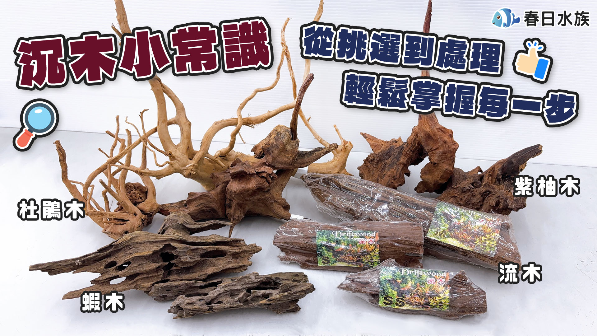 沉木常識小學堂