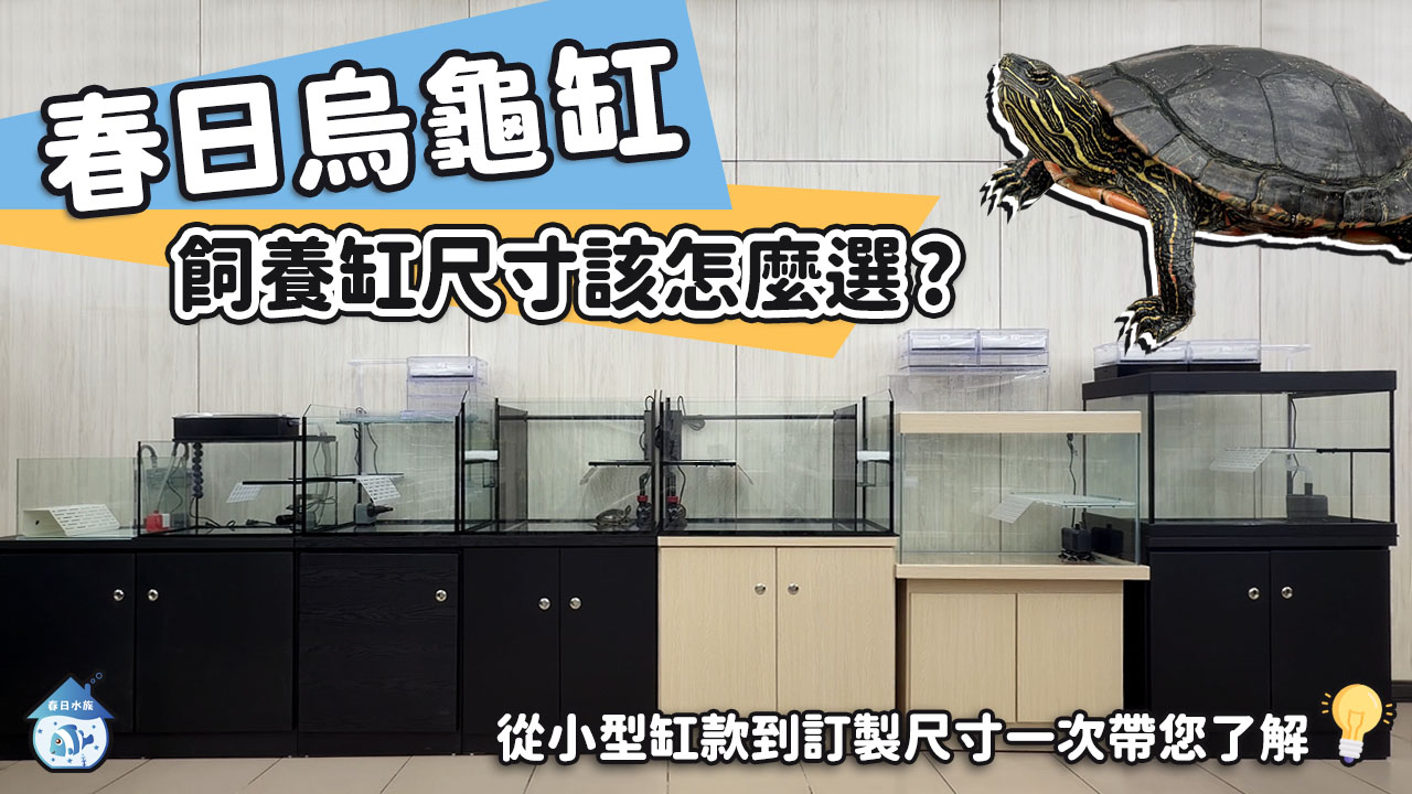 烏龜缸選擇攻略