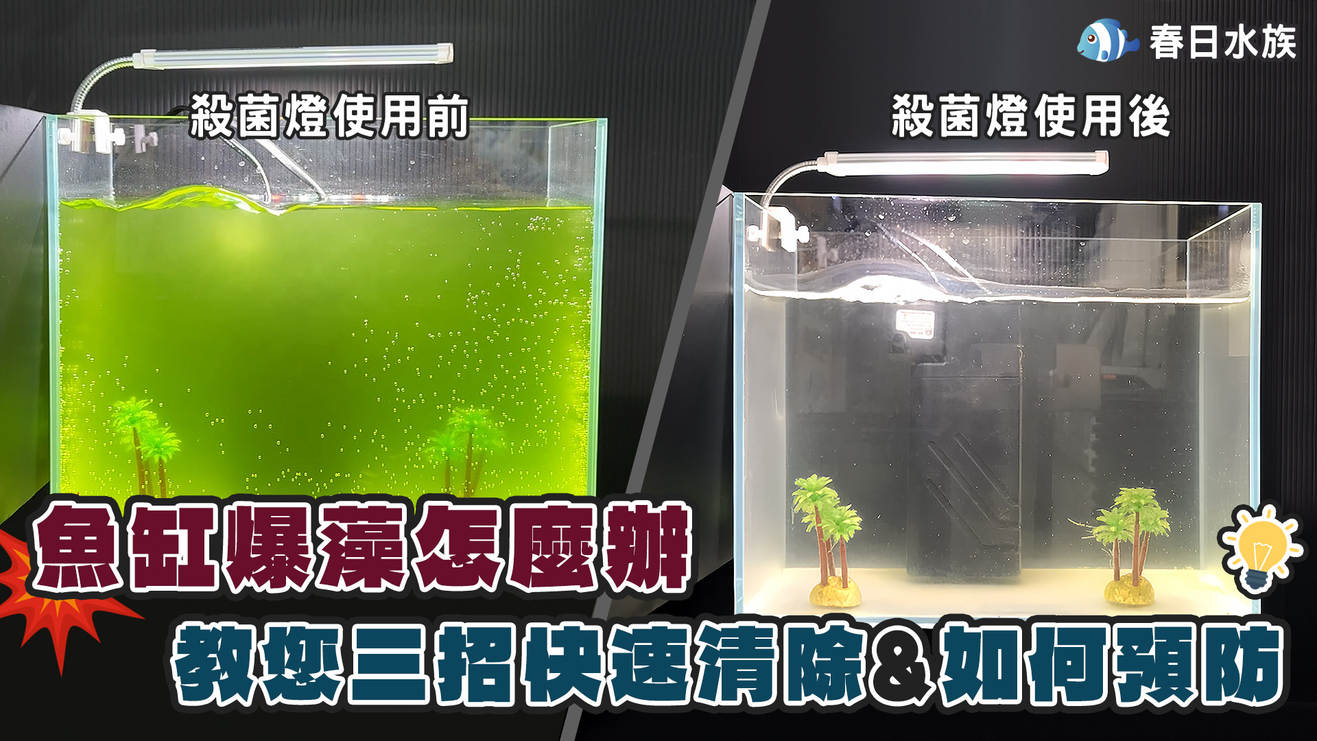 魚缸爆藻清除 及 如何預防